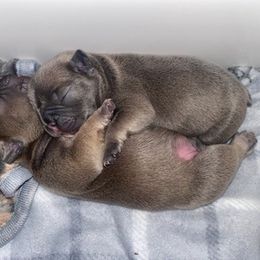 French Bulldogs from Soto Frenchie Company