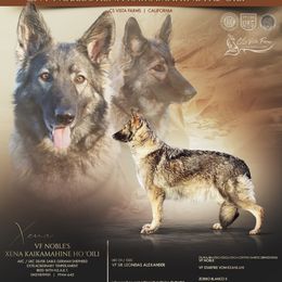 XENA - German Shepherd