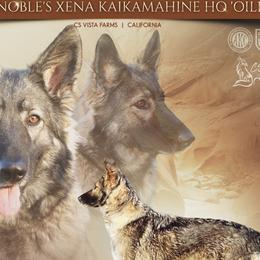XENA - German Shepherd
