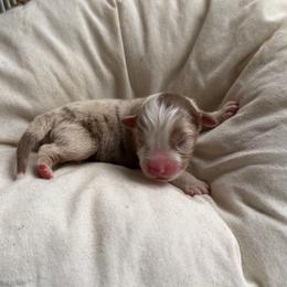 Muffin - Red merle male Australian Shepherd puppy in Grants Pass, Oregon from Carmel Mountain Aussies