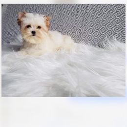 Stevie - Yorkshire Terrier