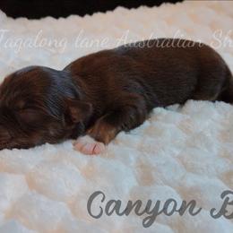 Canyon Briar - Red tri male Miniature Australian Shepherd puppy in Muskogee, Oklahoma from Tagalong Lane Australian shepherds