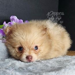 Pepper's Already Gone - Arlo - Orange sable male Pomeranian puppy in Plant City, Florida from Pepper's Pomeranians