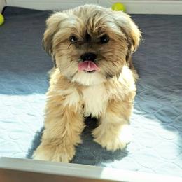 Benthomaar - Red gold male Lhasa Apso puppy in Jefferson, New York from Absolute Lhasa Love