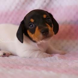 Peggy - Black and tan female Dachshund puppy in Apple Valley, California from Socaldoxies