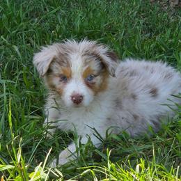 Thumper - Red merle male Australian Shepherd puppy in Albany, Oregon from Red Cloud Australian Shepherds and DeGray Great Danes & Bulldogs