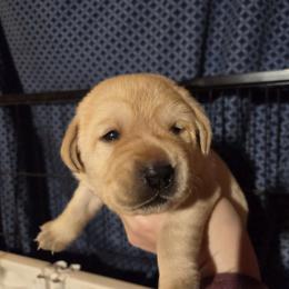 Male 1st Pick - Yellow male Labrador Retriever puppy in Andrews, South Carolina from Leyland Cypress Retrievers