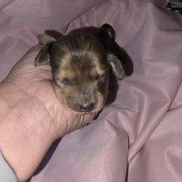 Shaded cream Dapple girl - 3250 - Dapple female Dachshund puppy in Pueblo, Colorado from HotDachs