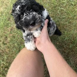 Cockapoo and Goldendoodle Puppies from Jax Doodles