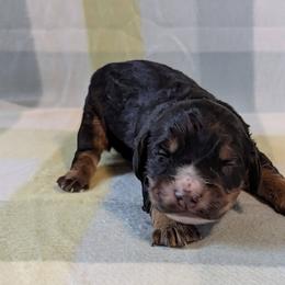 Needs a working home - Black and tan male English Cocker Spaniel puppy in Phillips, Nebraska from Fenloch Gundogs