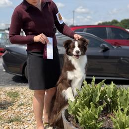 Border Collie All Grown Up from Astoria Border Collies