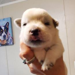Plain face - Blue mottled female Australian Cattle Dog puppy in Lenoir, North Carolina from Blue Coyote Ranch