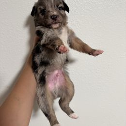 Ghost - Blue merle male Australian Shepherd puppy in Dade City, Florida from Autumn Fall Aussies