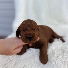 Patrick - Red  male Goldendoodle puppy in Reeds Spring, Missouri from As Good As Goldendoodles and more