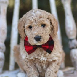 Goldendoodle Puppies from Sac River GoldenDoodles LLC