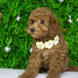 Peppermint - Apricot female Goldendoodle puppy in Brandon, Florida from Murphys Doodles