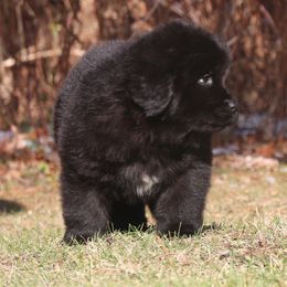 Holly - Black female Newfoundland puppy in Kimball Twp, Michigan from Pine River Newfoundlands