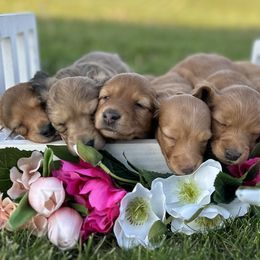 Dachshunds from Half Pint Doxies