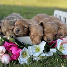 Dachshunds from Half Pint Doxies