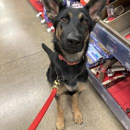 German Shepherd Puppies from Coterie Shepherds