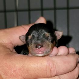 Girl 1 - Black and tan female Yorkshire Terrier puppy in Pineville, Kentucky from Yorkies of Pineville