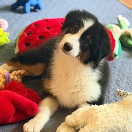Puddles - Black tri-color female Australian Shepherd puppy in Easton, Missouri from MMA Kennel
