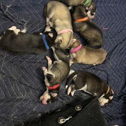 Siberian Husky puppies from Orange Family Huskies