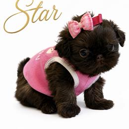 Star - Liver female Shih Tzu puppy in Dallas, Texas from Heart and Soul Shih Tzu