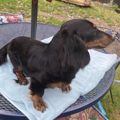 Bonnie - Dachshund