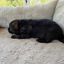 No collar- Sable Boy - Sable male German Shepherd puppy in Allegan, Michigan from Parsons German Shepherds