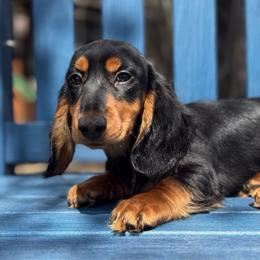 Stuey - Black and tan male Dachshund puppy in Coopersburg, Pennsylvania from Barks and Burrows