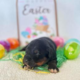 Bradley-Red boy - Black and tan male Companion Cross puppy in Calimesa, California from Teakwoodpoodleofsocal