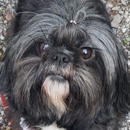 Ruby - Shih Tzu
