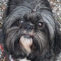 Ruby - Shih Tzu