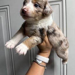 Pink lady - Red merle female Miniature Australian Shepherd puppy in Clarkesville, Georgia from North Georgia Gems