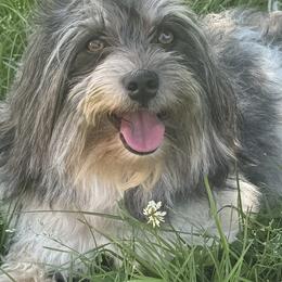 Domino - Havanese