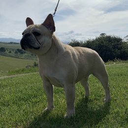 CUPCAKE - French Bulldog