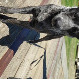 Australian Cattle Dogs and Boxers from Wahachee Creek Kennel