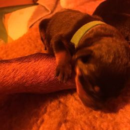 Rottweiler Puppies from Vom Gryphonberg