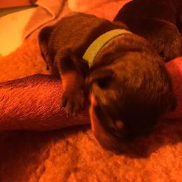 Rottweiler Puppies from Vom Gryphonberg