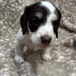 Milkyway AKC - Chocolate and tan male Dachshund puppy in Osage, Oklahoma from Vandruff Creek Mini Dachshunds