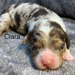 Ciara - Chocolate merle female Bernedoodle puppy in New Ringgold, Pennsylvania from Hawk Mountain Doodles