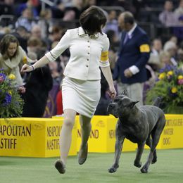 Cane Corso All Grown Up from Garmr Cane Corso
