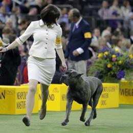 Cane Corso All Grown Up from Garmr Cane Corso