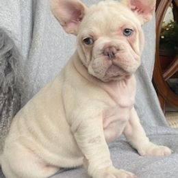 Mia. Platinum Girl - French Bulldog puppy in Hartford, Connecticut from French Bulldogs Planet