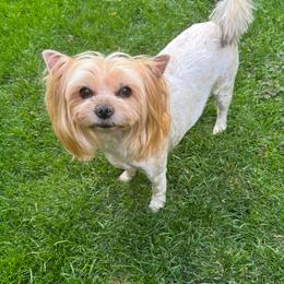 Dasha - Yorkshire Terrier