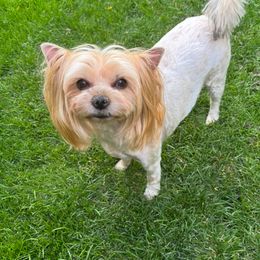 Dasha - Yorkshire Terrier