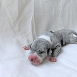 Boy 1 - Mantle merle male Great Dane puppy in Montgomery, Texas from KD Sweet Southern Danes