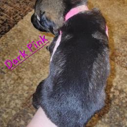 DARK PINK - Black and cream female German Shepherd puppy in Willoughby, Ohio from WolfPackk