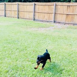 Doberman Pinscher Puppies from TeatreeDoberman